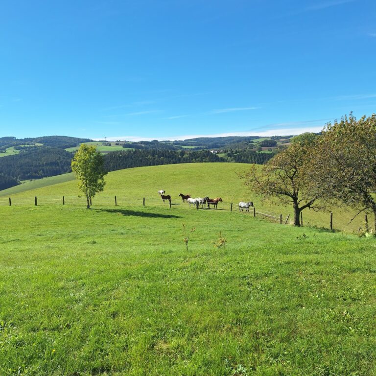 Sommerpause bis 09.08.2026